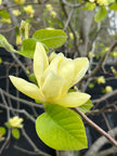 The Magnolia