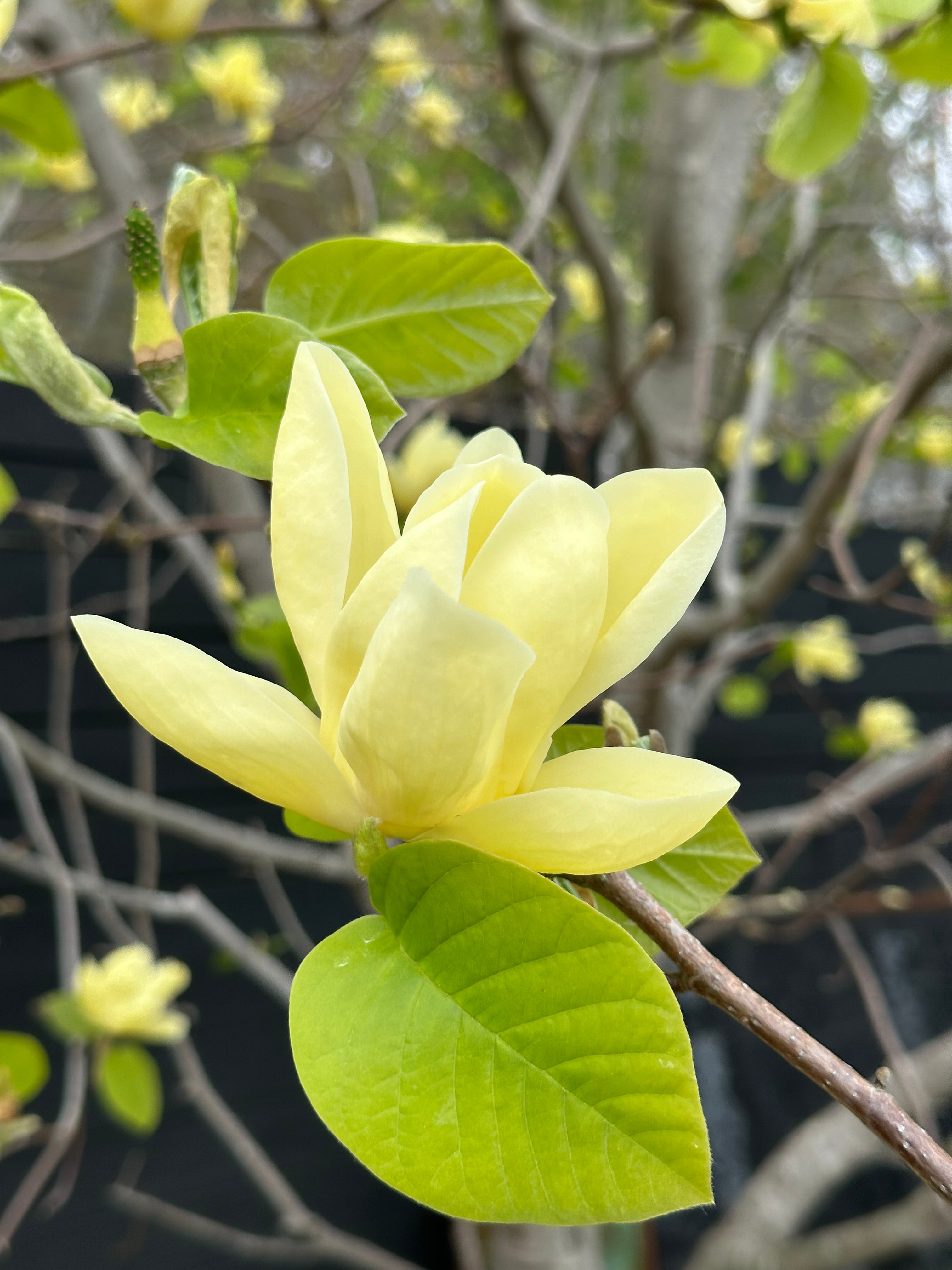 The Magnolia