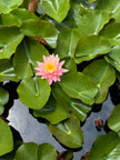 Lotus on Green