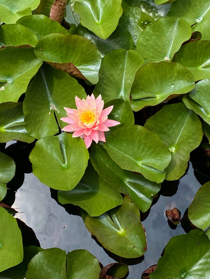 Lotus on Green