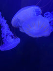 Electric Violet