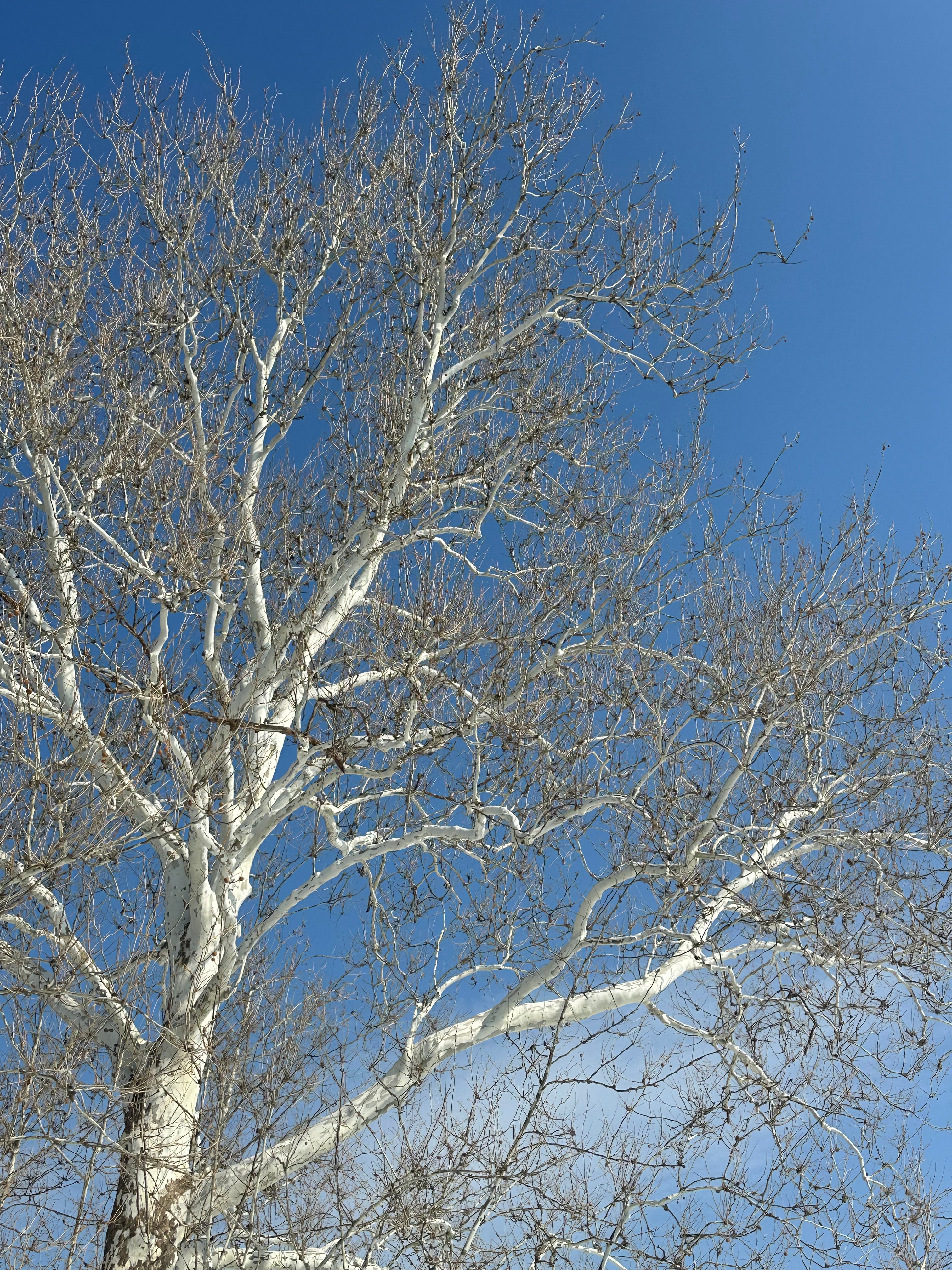 Reach of the Birch