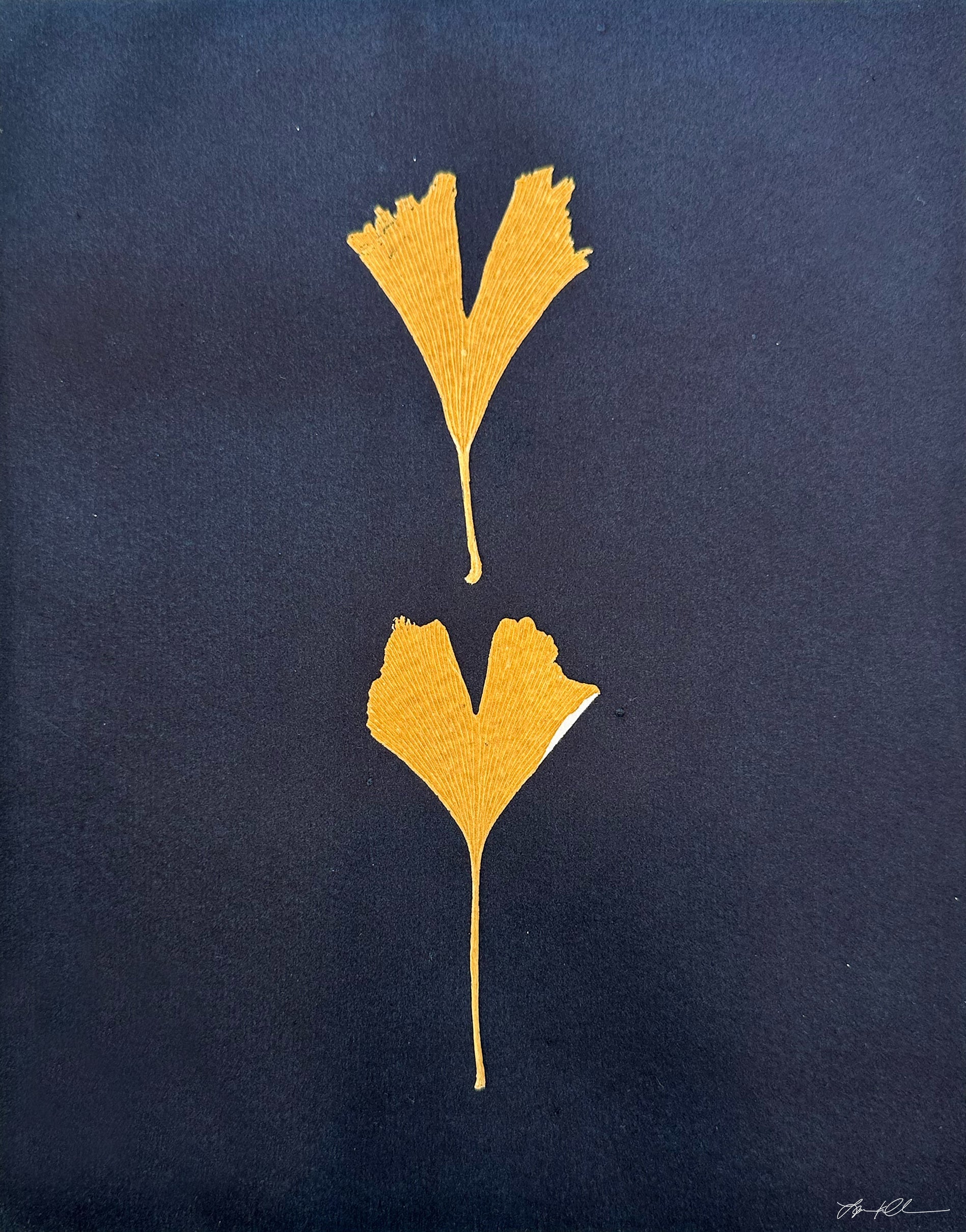 Ginkgo leaves: Hand-pulled Monoprint