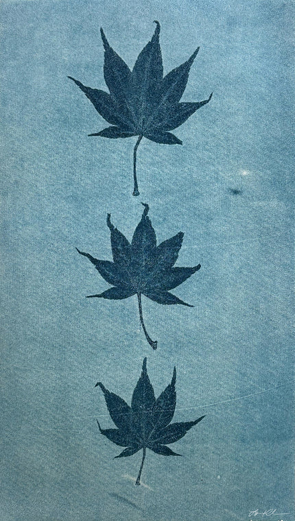 Japanese Maple in Blue: Giclée archival reproduction print