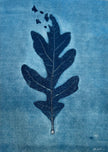 Drifting Oak #2: Hand-pulled Monoprint (Framed)
