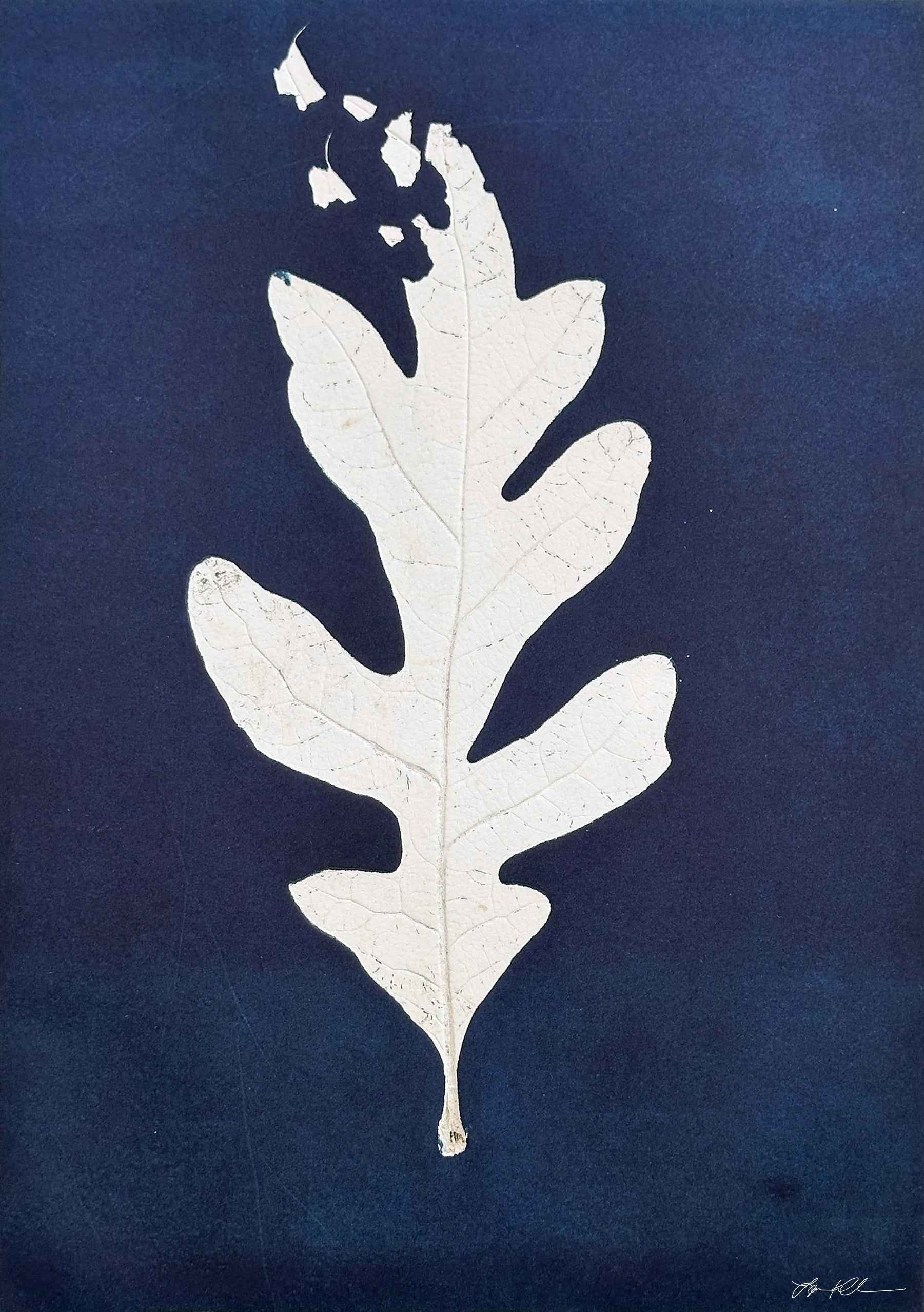 Drifting Oak #1: Giclée archival reproduction print