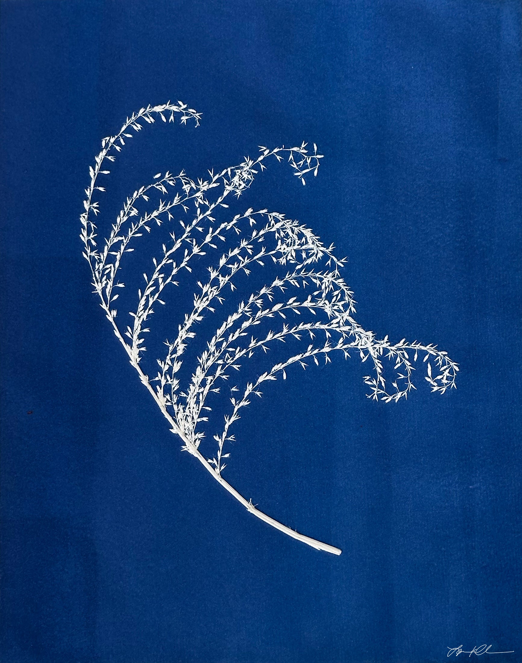 Fern: Giclée archival reproduction print